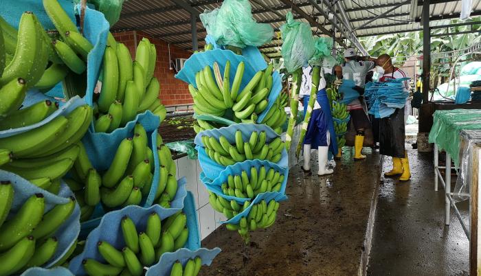 Proyecto de Investigación de la UPS busca brindar alternativas para la sustitución del uso del plástico en la Industria Bananera